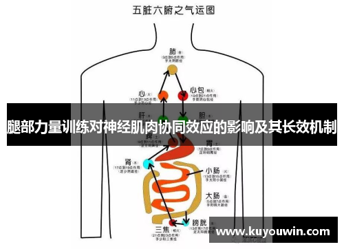 腿部力量训练对神经肌肉协同效应的影响及其长效机制